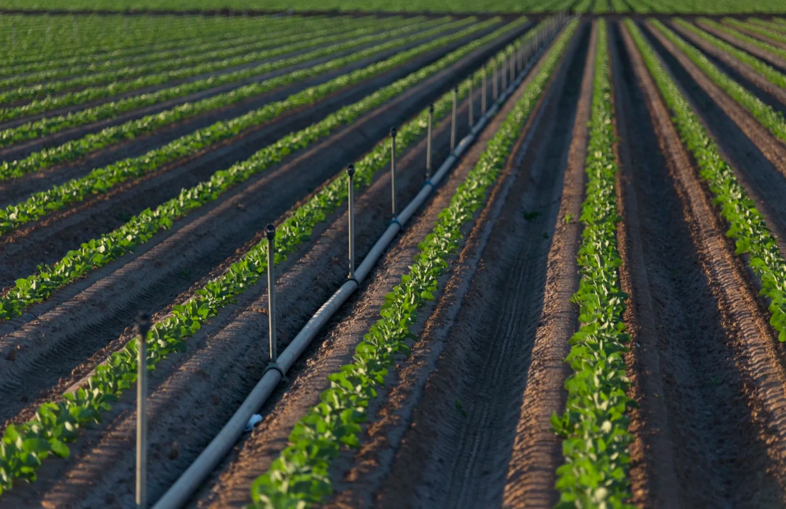 Al Reyadah Irrigation