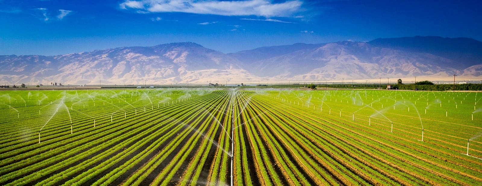 Alreyadah Irrigation